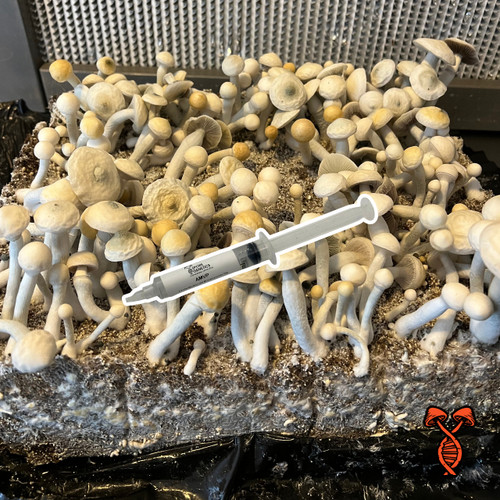 Albino Most Valuable Producer (AMVP) Spore Syringe