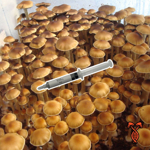 10CC PE6 Mushroom Spore Syringe | Spore Genetics