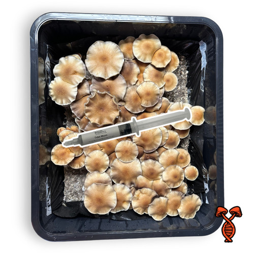 Tidal Wave Isolated Spore Syringe