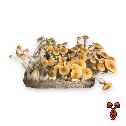 Costa Rican Magic Mushroom Spores
