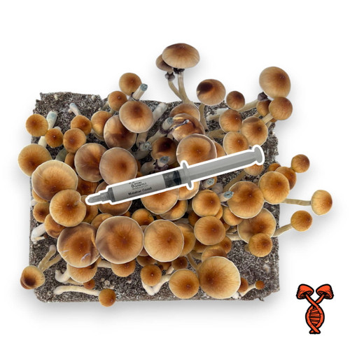 Malabar Coast 10cc Spore Syringe
