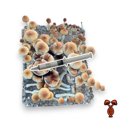 10CC PE6 Mushroom Spore Syringe | Spore Genetics