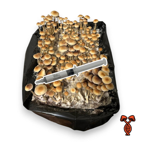 Orissa India 10cc Spore Syringe
