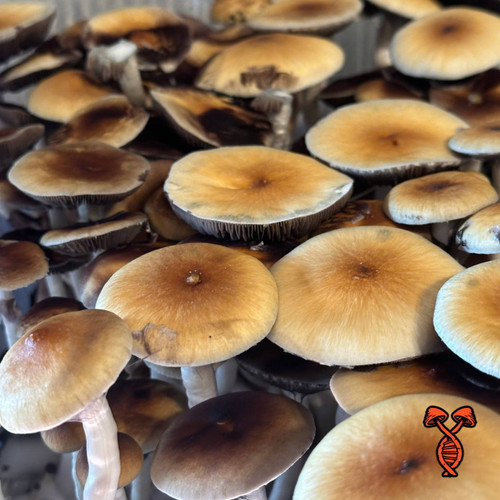 Cambodian Psilocybe Cubensis Mushrooms