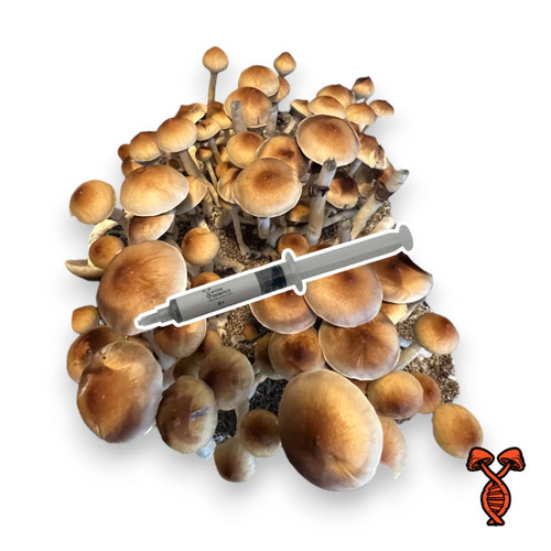10CC PE6 Mushroom Spore Syringe | Spore Genetics