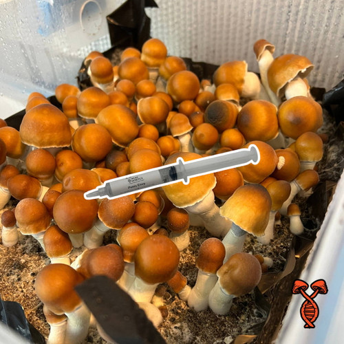 Penis Envy 10cc Isolated Spore Syringe