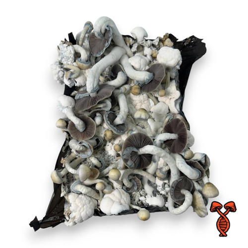 Yellow Umbo Psilocybe Natalensis