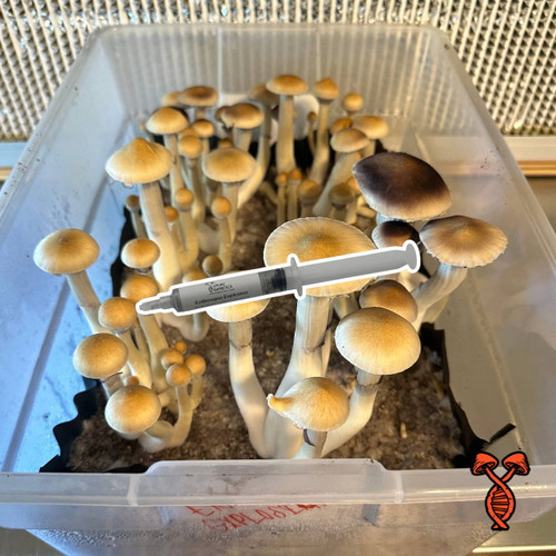 Entheogen Explosion 10cc Spore Syringe