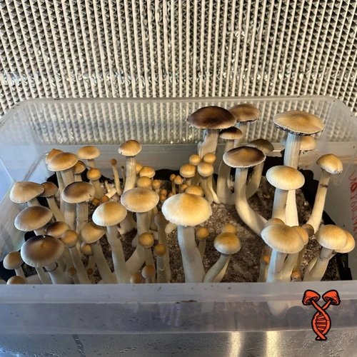 Entheogen Explosion Psilocybe Cubensis