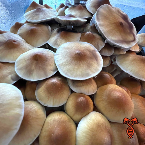 Golden Teacher Magic Mushrooms