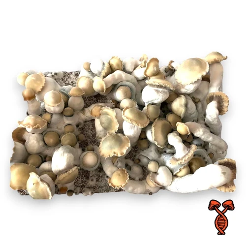 Bluey Vuitton Bulk Tub Mushroom Grow