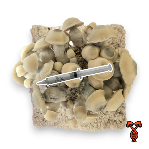 Bluey Vuitton Isolated 10cc Spore Syringe