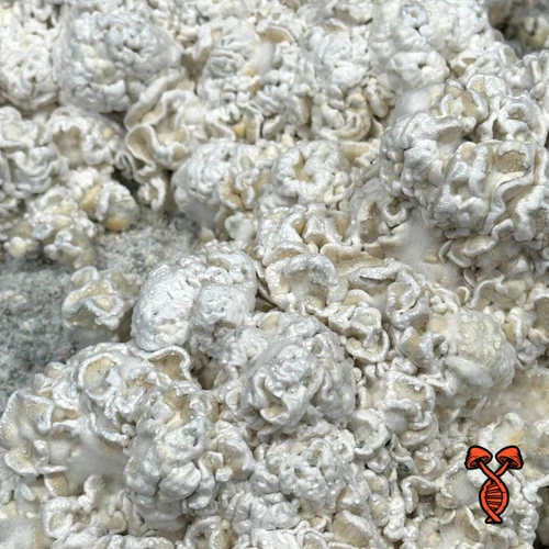Enigma Bulk Tub Mushroom Grow