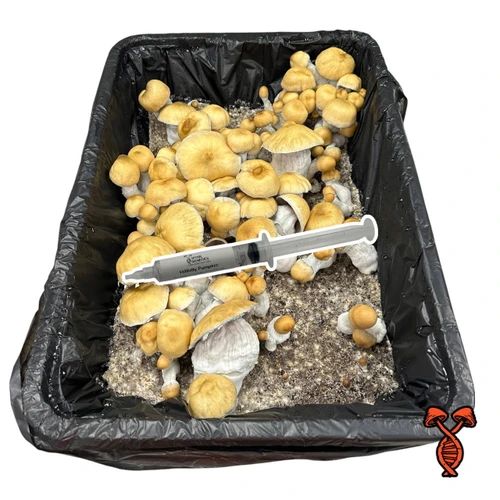 Hillbilly Pumpkin Isolated 10cc Spore Syringe