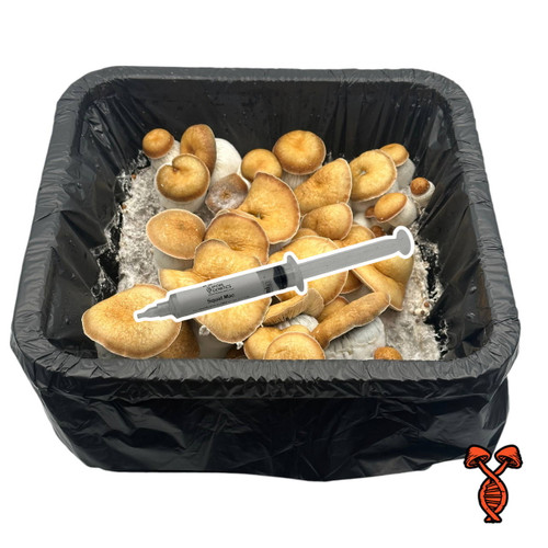 Squat Mac Isolated 10cc Spore Syringe