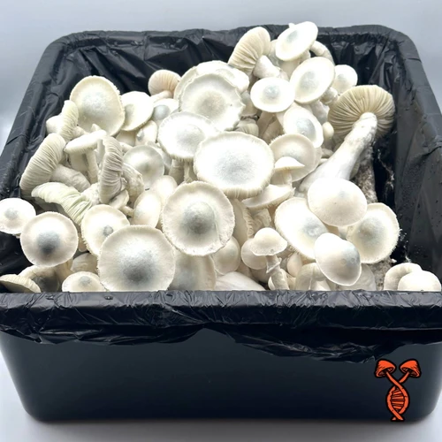 Albino Chodewave Mushroom Spores