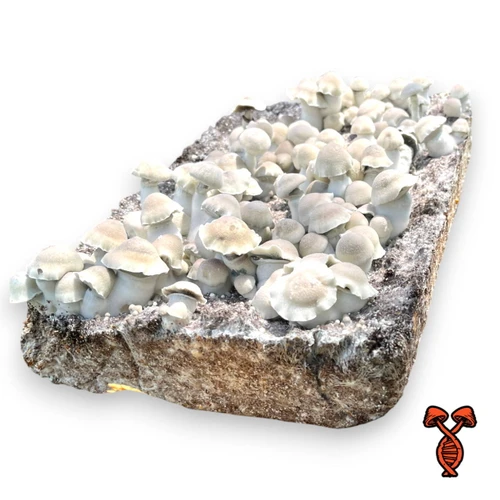 Jack Frost Magic Mushroom Spores