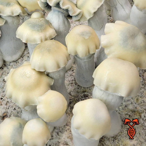 Yeti Isolated Spores