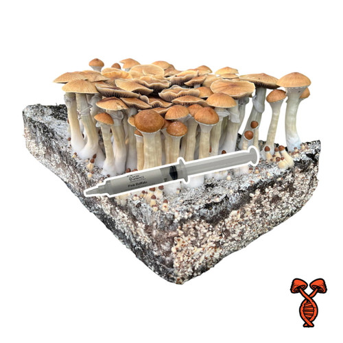 Pink Buffalo Isolated 10cc Spore Syringe