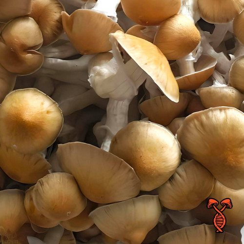 Mexican Dutch King (MDK) Magic Mushroom Spores