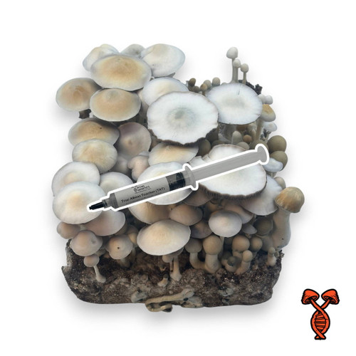 True Albino Teacher (TAT) Spore Syringe