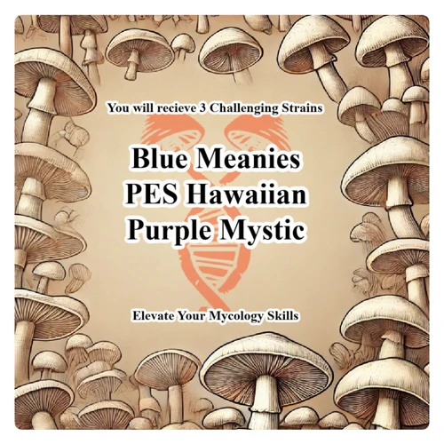 Curated 3-Pack Spore Syringes Back