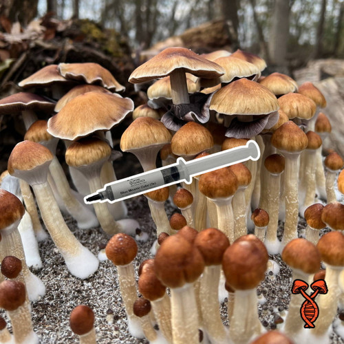 Blue Meanie Cube 5x Concentrated Spore Syringe