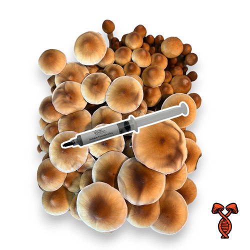 Golden Teacher 5x Concentrated Spore Syringe