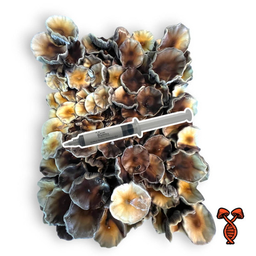 Golden Teacher Spore Syringes | Spore Genetics