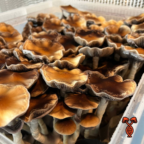 Golden Teacher Platinum Cubensis Spores