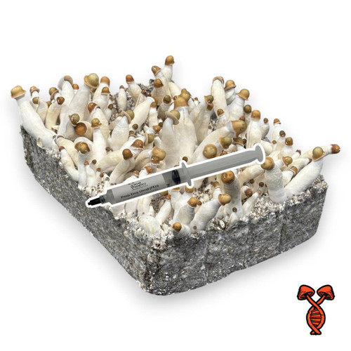 Penis Envy Uncut (PEU) Isolated Spore Syringe