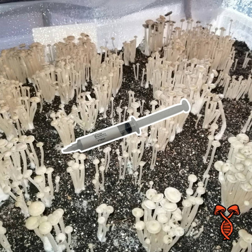 Panaeolus Cyanescens TTBVI Spore Syringe