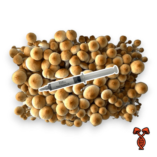 Texas Orange Cap Spore Syringe