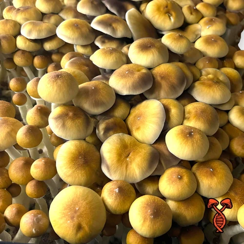 Texas Orange Cap Magic Spores