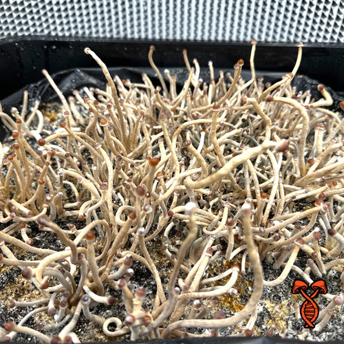 Psilocybe Mexicana culture syringe