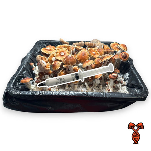 Blue Magnolia Isolated Spore Syringe