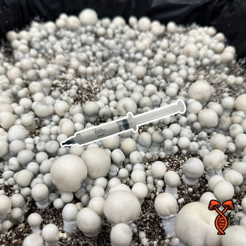 Shakti Isolated Spore Syringe