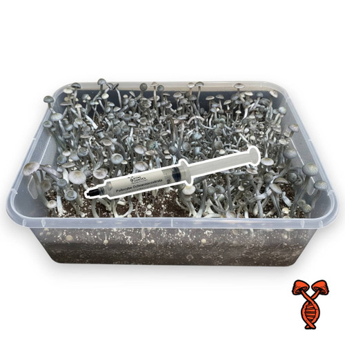 Psilocybe Ochraceocentrata aff Natalensis Isolated Spore Syringe