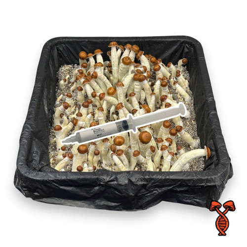 Most Valuable Producer (MVP) Isolated Spore Syringe