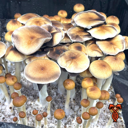 Oak Ridge Mushroom Spore Oak Ridge Mushroom Spore