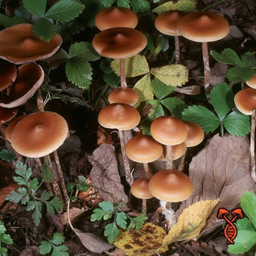 psilocybe azurescens