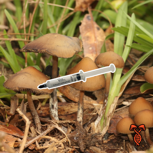 Psilocybe Subtropicalis Isolated Spore Syringe