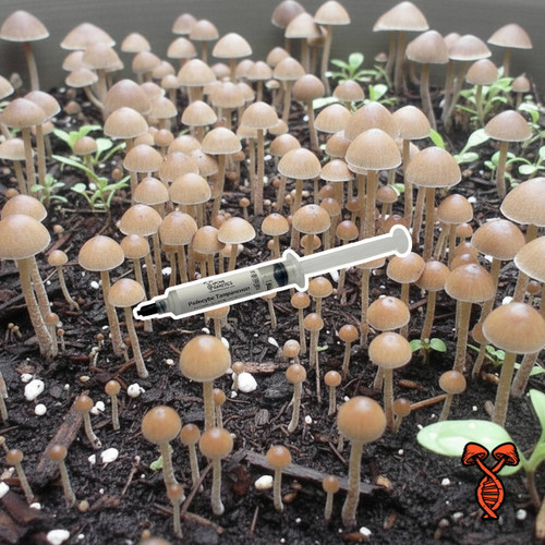 Psilocybe Tampanensis Isolated Spore Syringe