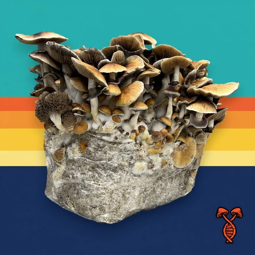 Puerto Rican Wild Psilocybe Cubensis