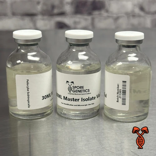 30ML Psilocybe Subtropicalis Isolate Vial