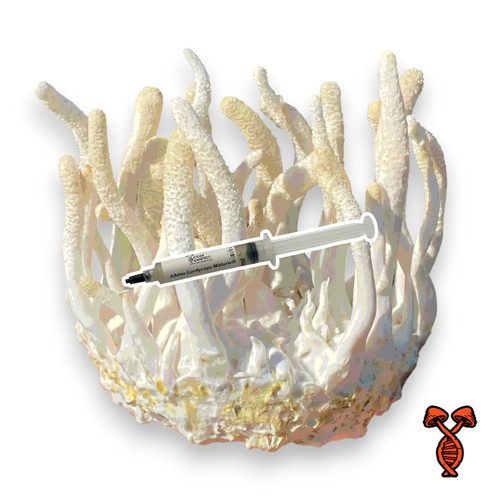 Albino Cordyceps Militaris Liquid Culture Syringe