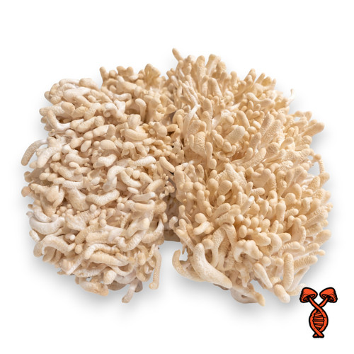 Albino Cordyceps Militaris Mushrooms