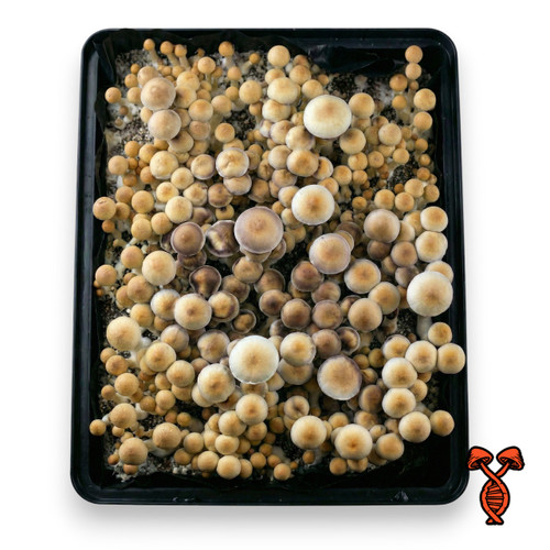 Stargazer mushroom spores top view