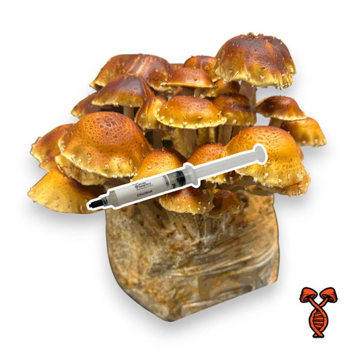 Chestnut Liquid Culture Syringe