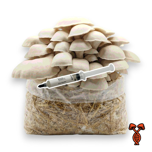 Elm Oyster Liquid Culture Syringe